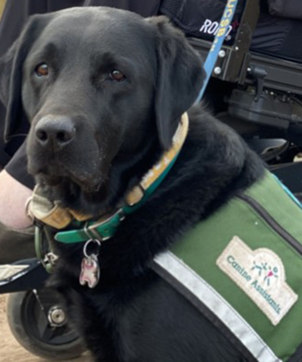 Canine Assistant Spirit, a black lab, sits outside next to his partner, Sean, who is sitting in a wheelchair
