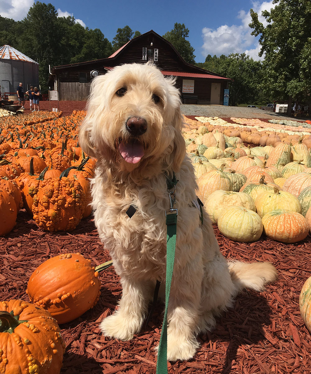 therapy dog sitting in a pumpkin patch