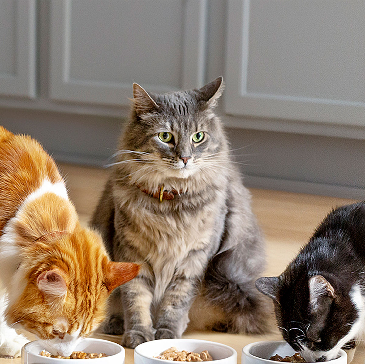 cat-picky-eater-what-to-do-for-a-finicky-cat-meow-mix