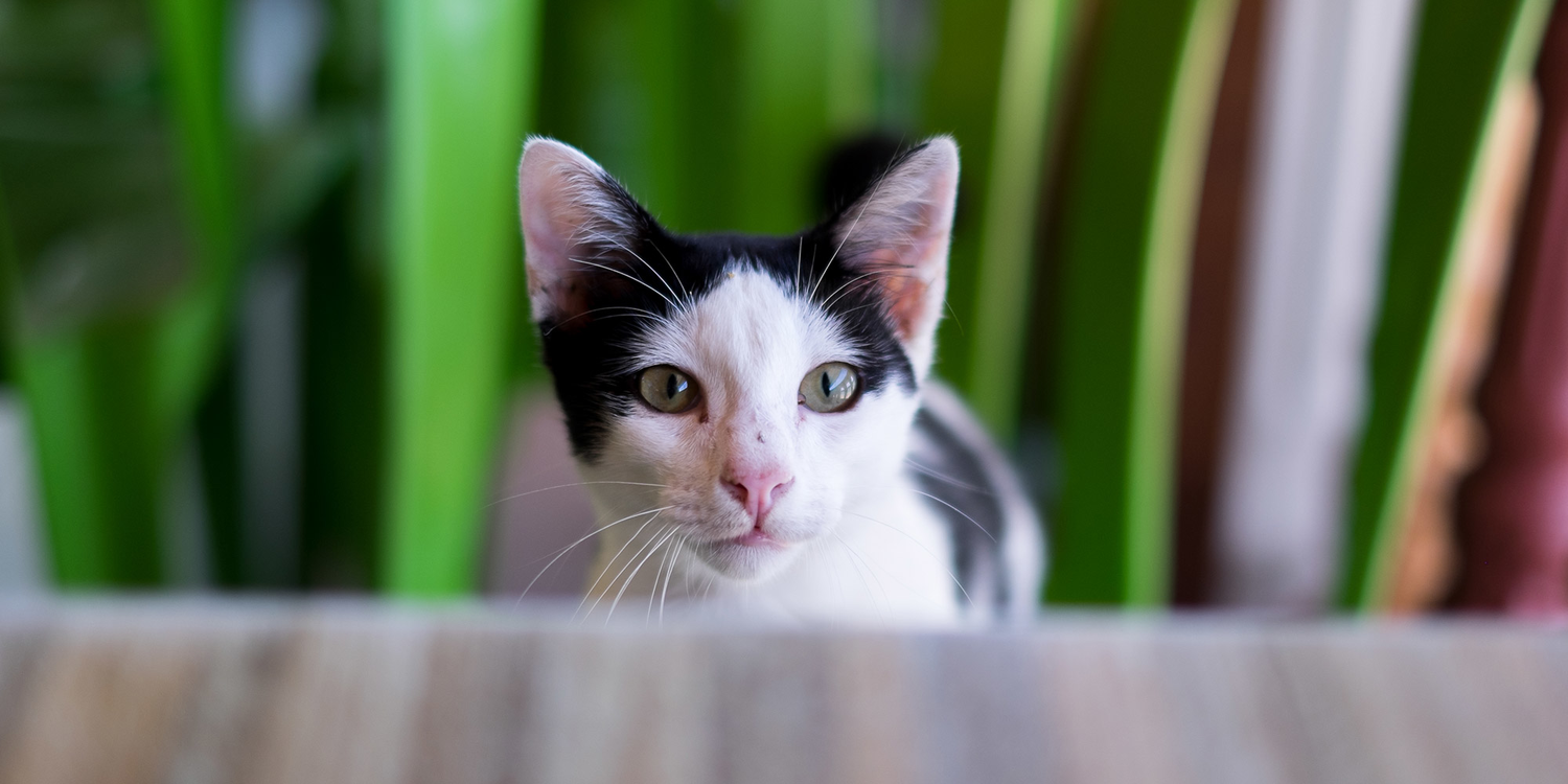 do-cats-need-wet-and-dry-food-meow-mix