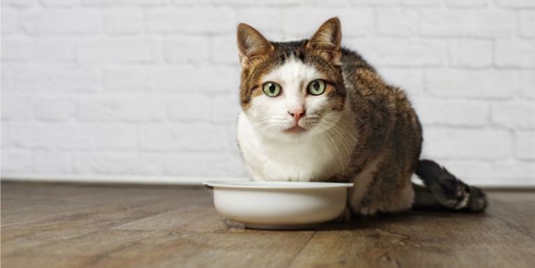 Fat Cat: The Best Remedy is Prevention