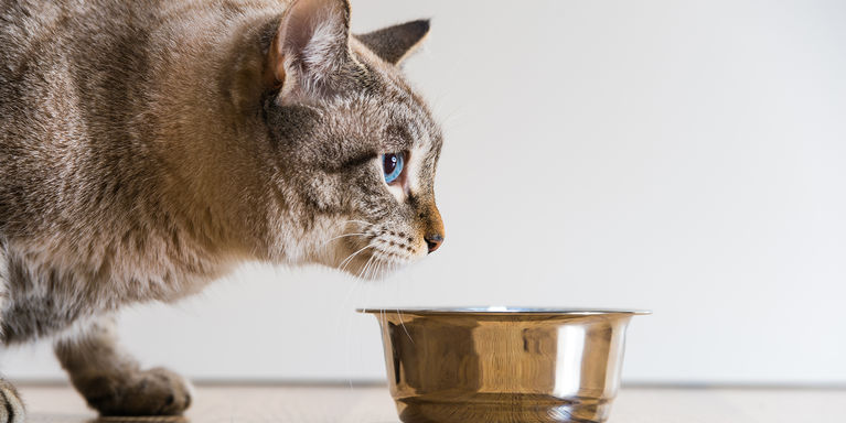 Why Do Cats Need Wet and Dry Food?