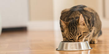 Why Protein is Important for Cats | Meow Mix