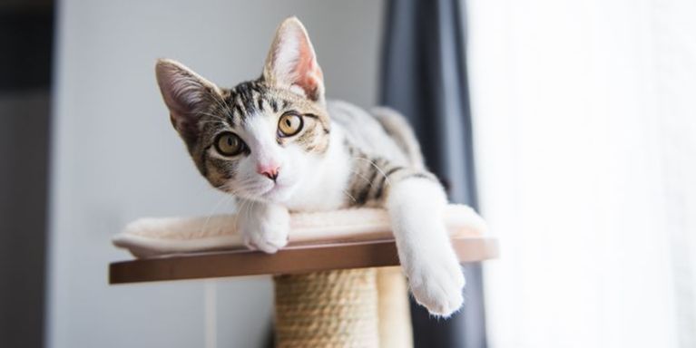 8 Signs Your Cat is in Tip-Top Health