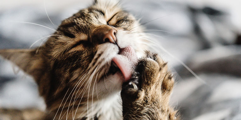 How to Maintain Your Cat's Skin and Coat