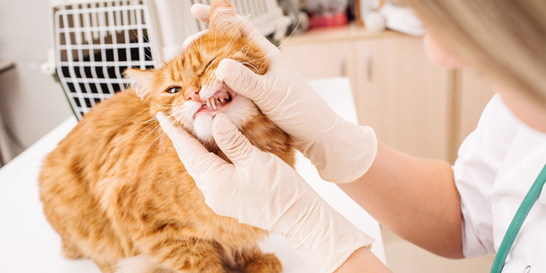 The Ultimate Guide to Cat Dental Health