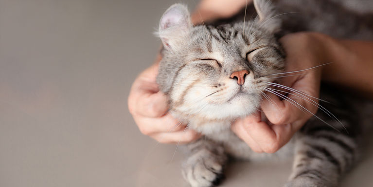 7 Ways to Simplify Cat Care