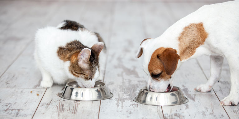 What's the Difference Between Cat Food and Dog Food, Really?