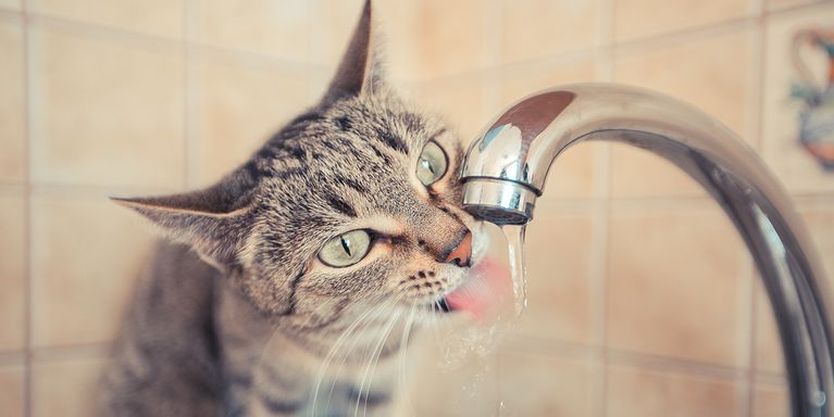 How To Keep Your Cat Hydrated