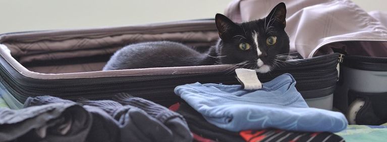 8 Tips for Traveling with Your Cat