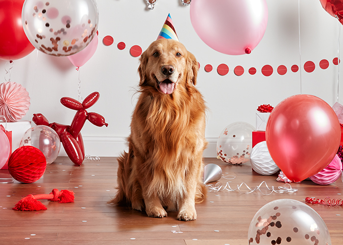 Dog Birthday Treats | Milk-Bone®