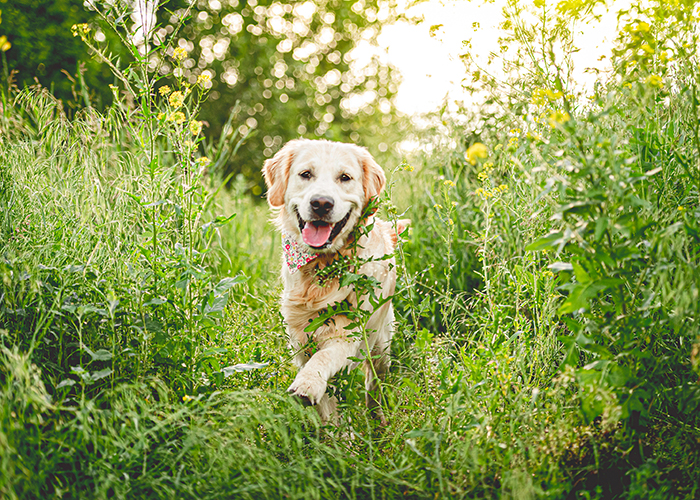 6 Ways to Help Boost Your Dog's Immune System | Milk-Bone®