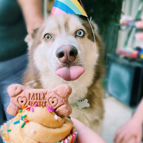 Dog Birthdays | Milk-Bone®