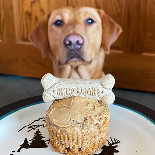 Dog Birthdays | Milk-Bone®